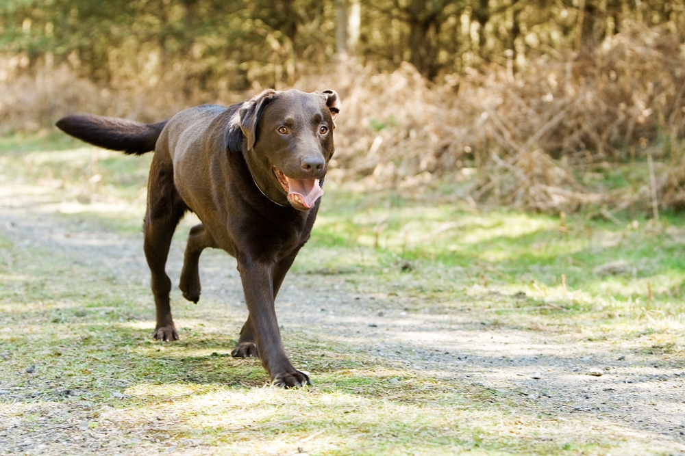 A chocolate Labrador retriever walks on a sunlit forest path with its mouth open, tongue out, and tail raised. The background features brown foliage and trees.