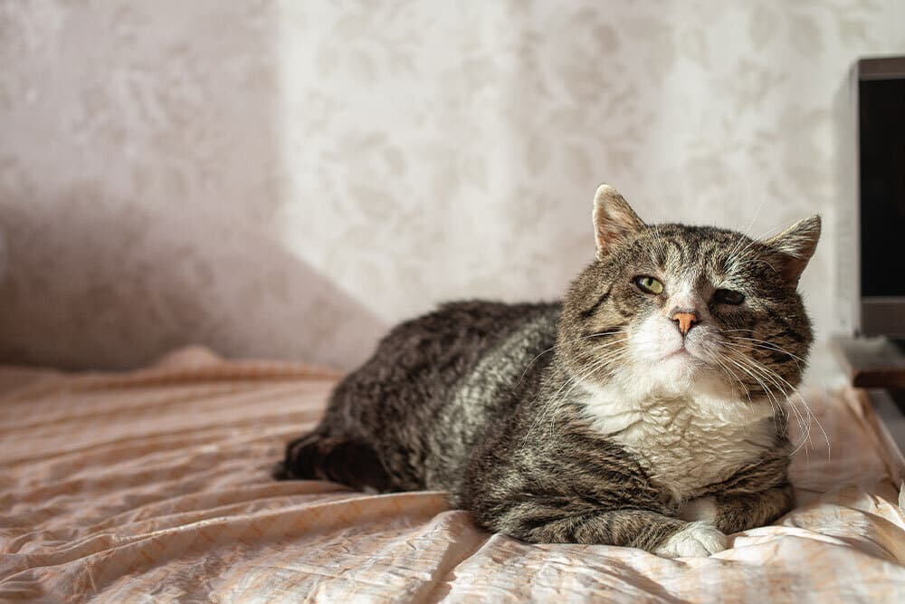 A large tabby cat with white chest fur lounges on a bed in sunlight, gazing slightly upward with relaxed eyes. The background shows a softly patterned wall and part of a dark object on the right.