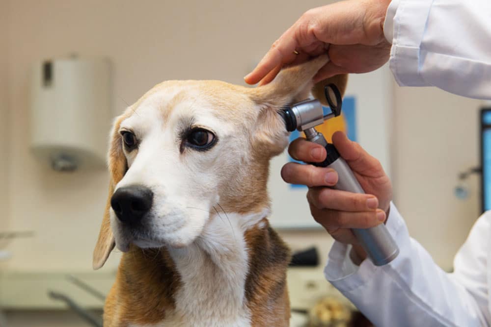 A veterinarian examines a dog's ear with an otoscope in a clinical setting. The dog looks calm while the vet lifts its ear and checks for signs of ear problems.