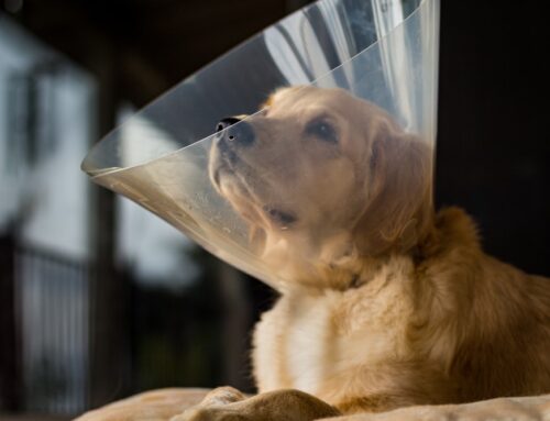 Spay and Neuter: Why It’s More Than Just Population Control