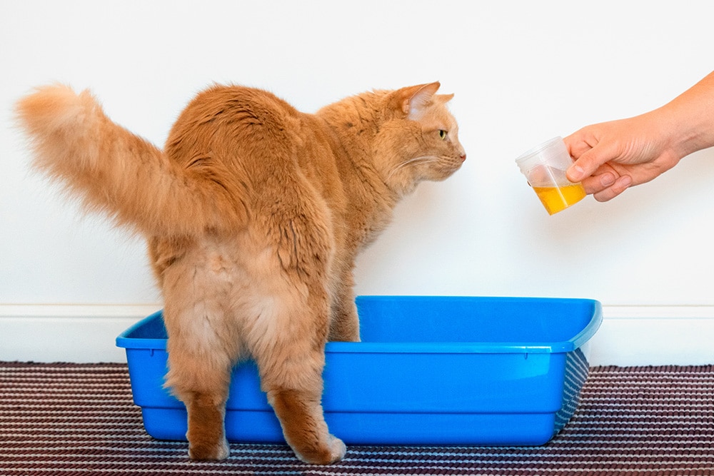 A ginger cat stands in a blue litter box while a person holds a small plastic container of yellow liquid near the cat’s face.
