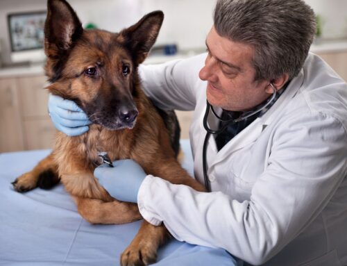 Emergency Physical Exam for Pets: Signs Your Dog or Cat Is in Trouble