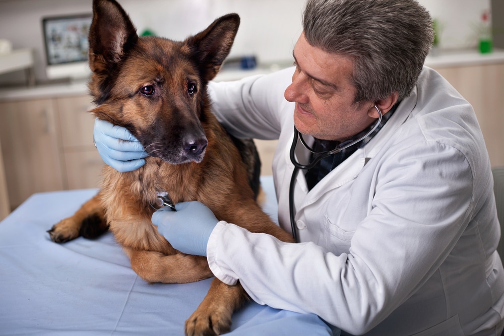 A veterinarian wearing a white coat and blue gloves examines a German Shepherd dog with a stethoscope in a clinic, gently holding the dog's head while the dog lies on an examination table.