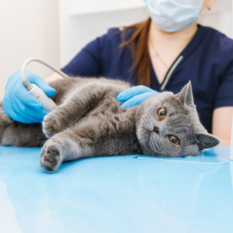 A gray cat lies on a blue examination table while a veterinarian in gloves and a mask performs an ultrasound scan on its belly.