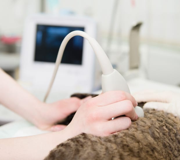 A person performs an ultrasound on a furry animal, using a handheld probe while an ultrasound machine displays the results in the background.