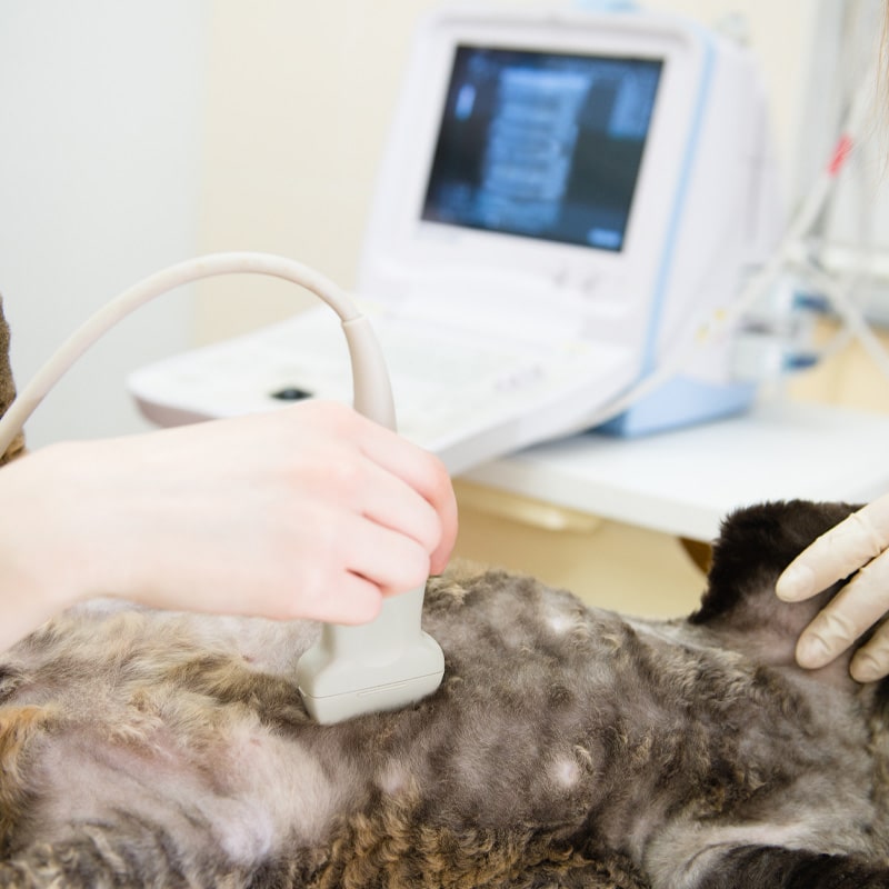 A veterinarian performs an ultrasound exam on a cat, holding a probe against the animal's shaved abdomen, with an ultrasound machine in the background displaying blurred images.