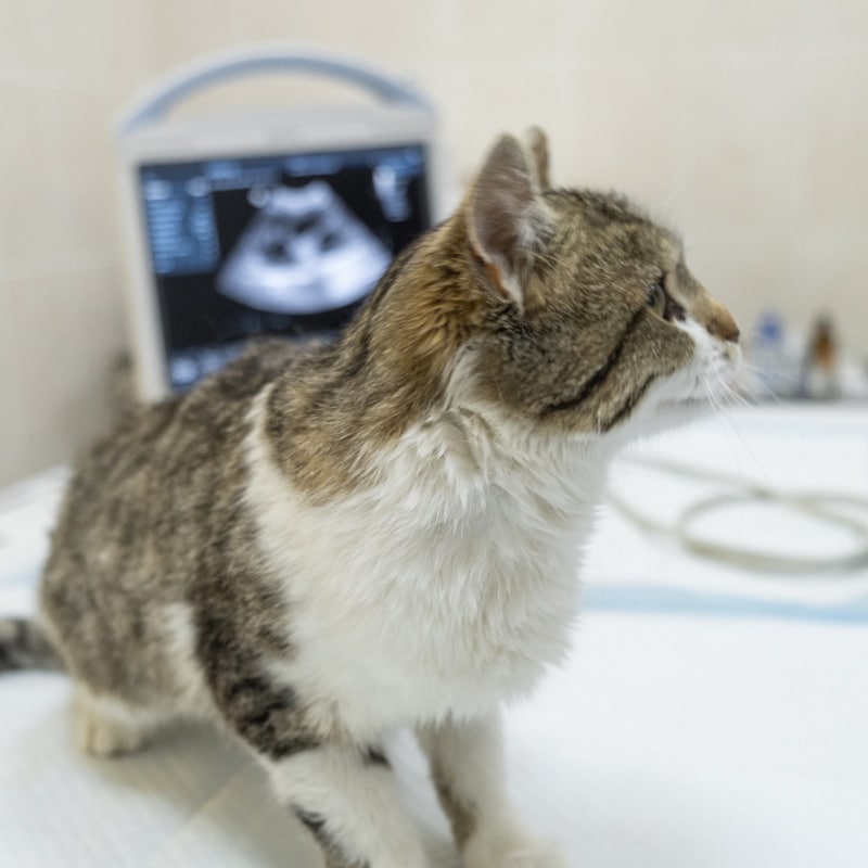 A tabby and white cat sits on an exam table in front of an ultrasound machine, with the screen displaying a medical scan in the background.