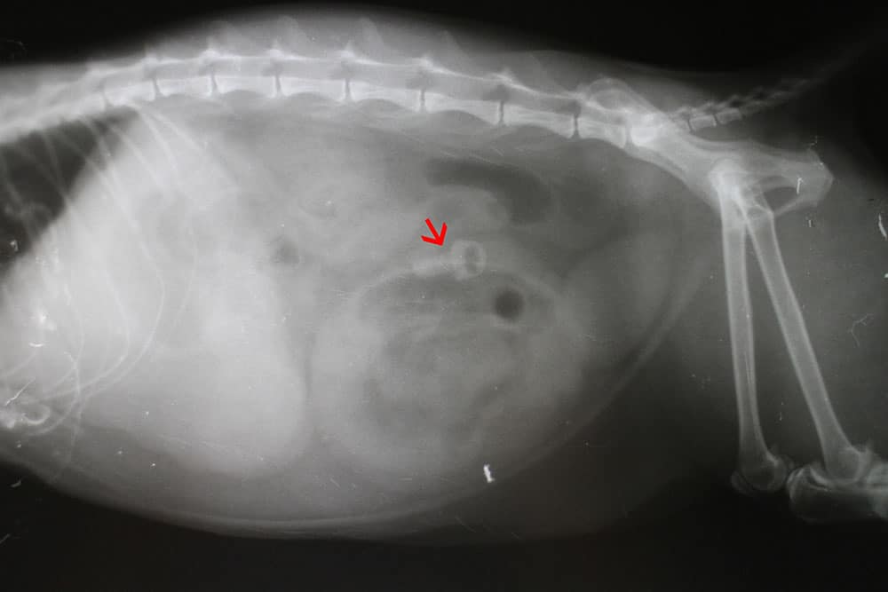 X-ray image of an animal’s abdomen, likely a cat or dog, showing a red arrow pointing to a small round object inside the body, possibly indicating a foreign object or area of concern.