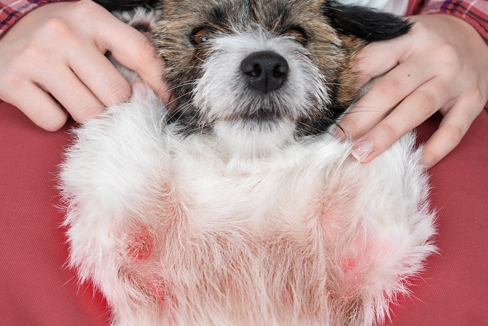 A small dog with white and brown fur lies on its back, exposing its belly, which shows signs of redness. Human hands gently hold the dog's front legs.