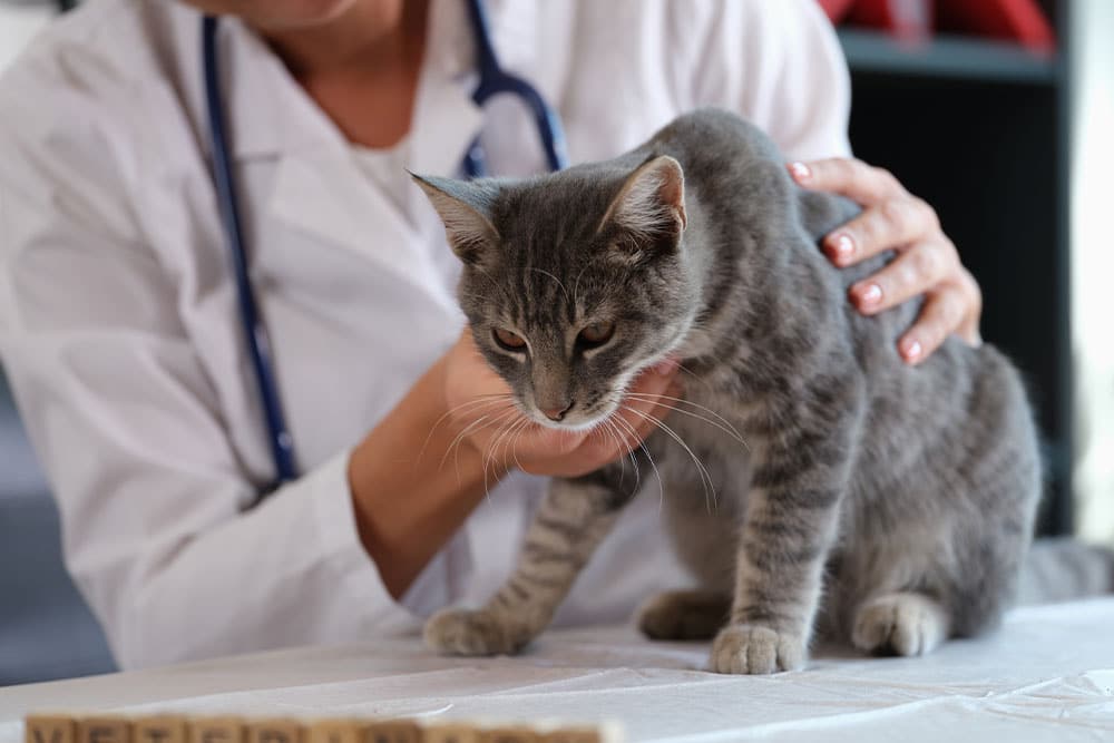 A veterinarian in a white coat examines a gray tabby cat on an exam table, gently holding the cat's neck and supporting its body.