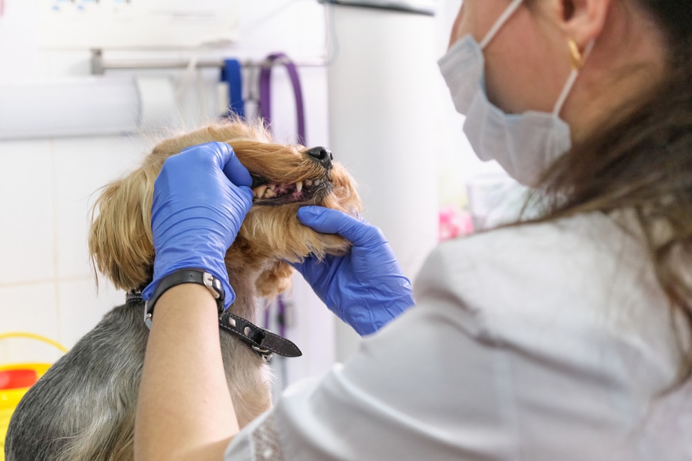 A veterinarian wearing gloves and a face mask examines the teeth of a small dog in a clinic. The dog is sitting calmly while the vet lifts its upper lip to check its mouth.
