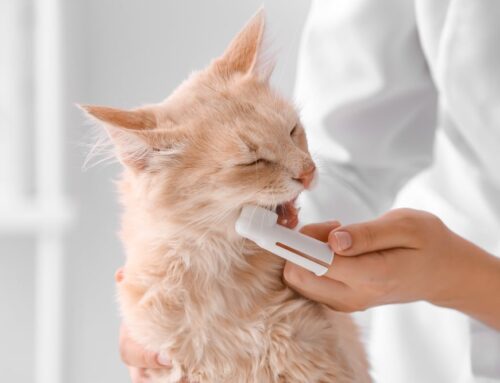 Dental Home Care That Works: Brushes, Wipes, and Gels