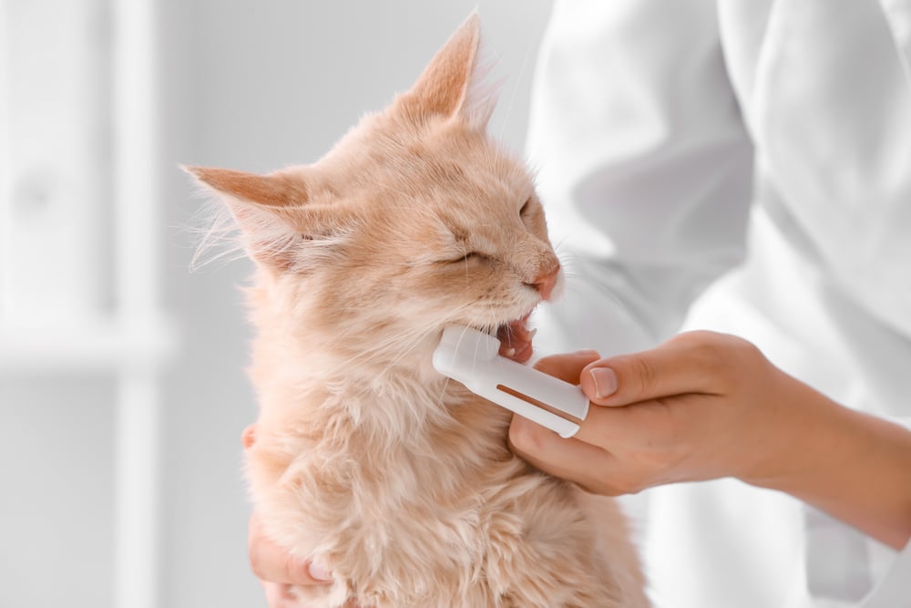 A person brushes the teeth of a fluffy, light orange cat using a finger toothbrush. The cat’s eyes are partly closed, and it appears relaxed. The background is softly blurred.