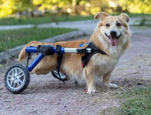 Assistive Devices: Harnesses, Carts, and Traction Aids