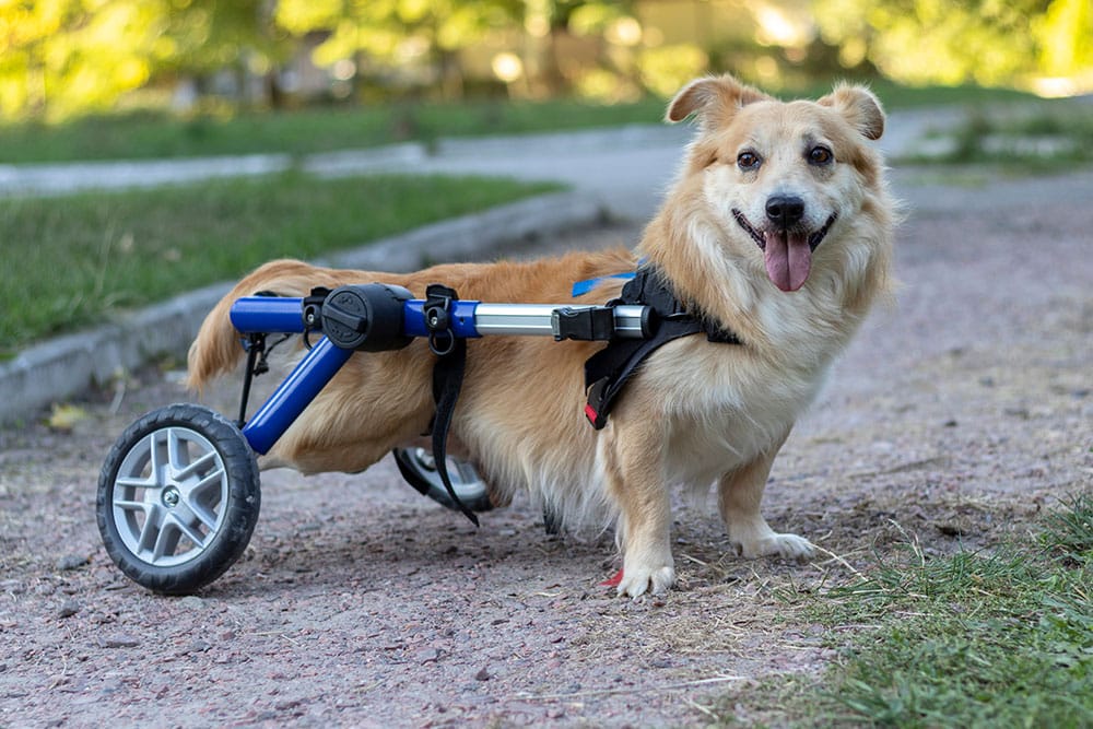 A happy, tan dog with short legs uses a blue and black wheelchair for its hind legs while standing on a gravel path outdoors. The background is green and sunny with blurred trees and grass.