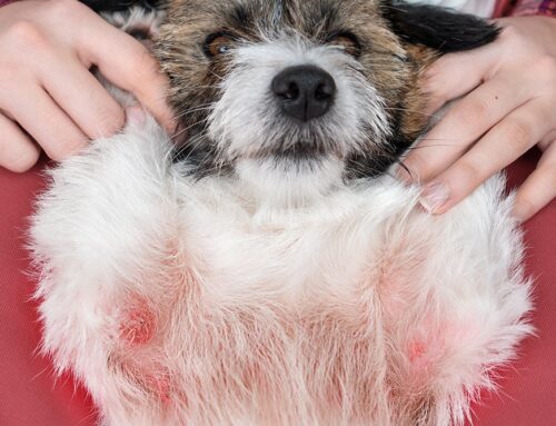 Allergic Reactions: Hives vs. Anaphylaxis and What We Do