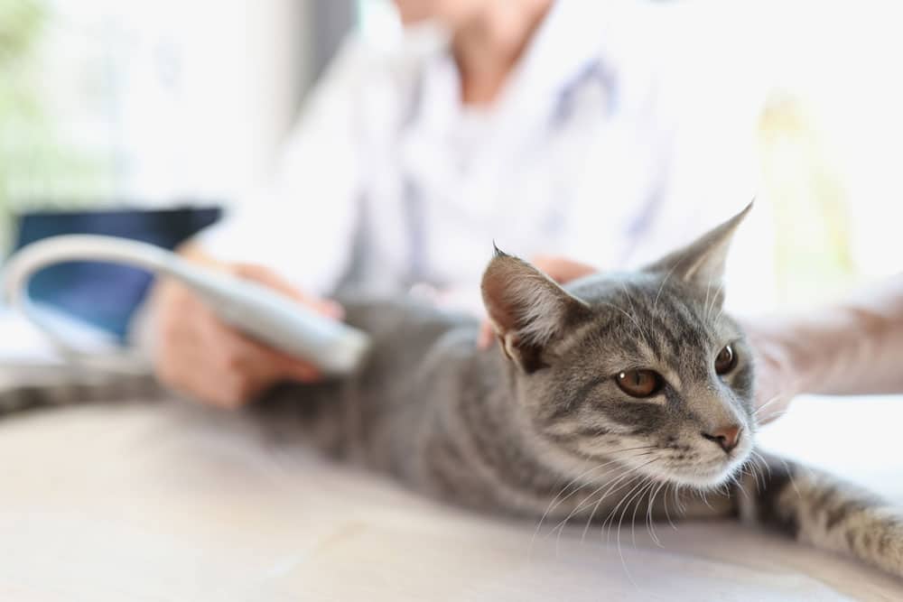 A gray tabby cat lies on a table while a person in a white coat performs an ultrasound scan, suggesting a veterinary examination. The cat looks calm and comfortable.