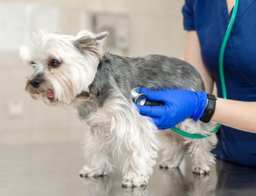 Cardiac Medications Explained: Pimobendan, Diuretics, ACE-Inhibitors