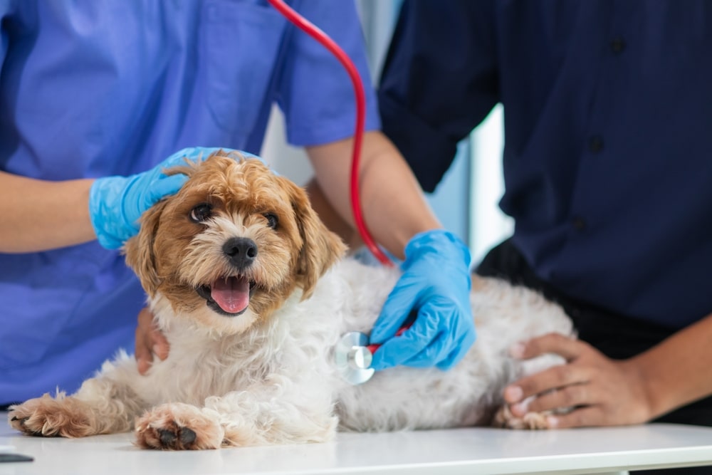 A small, happy dog lies on a table while a veterinarian in blue gloves uses a stethoscope to check the dog's chest. Another person gently holds the dog steady.