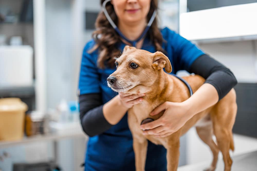 A veterinarian in blue scrubs uses a stethoscope to examine a small brown dog standing on an exam table in a veterinary clinic.