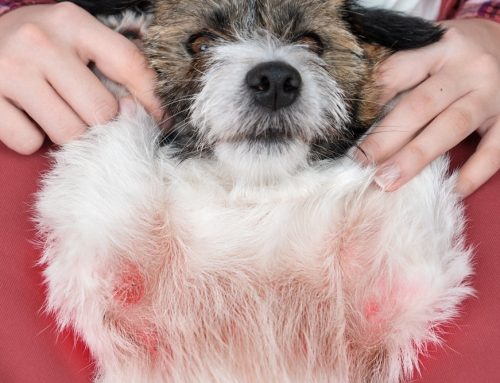 Apoquel vs. Cytopoint vs. Steroids: Choosing the Right Itch Therapy