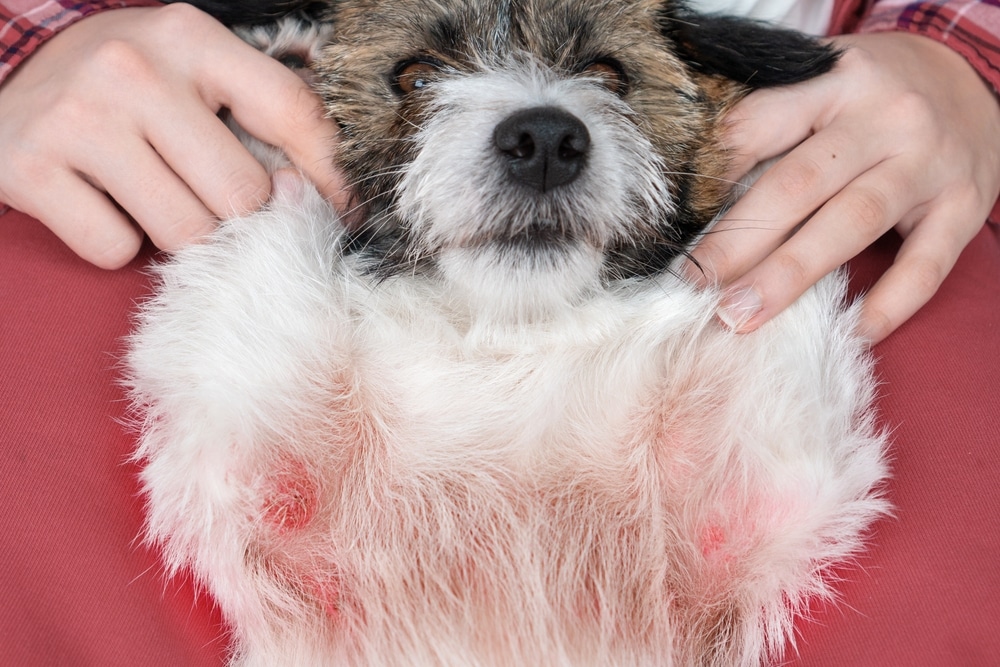 A small, shaggy dog lies on its back with its belly exposed, showing red, irritated skin. Human hands gently hold the dog's front paws. The dog appears calm, and the background is red fabric.