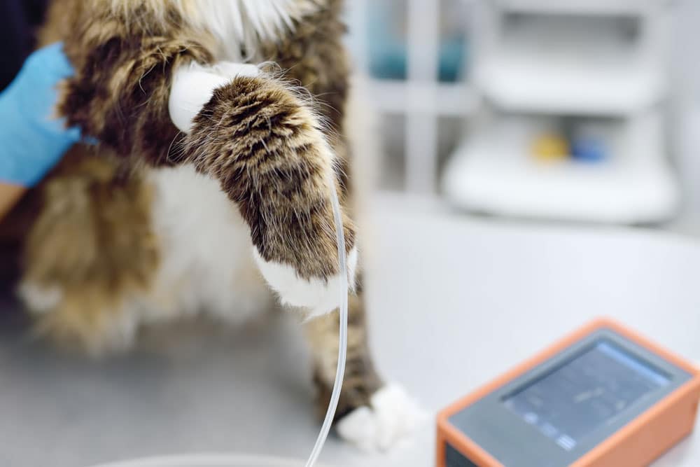 A veterinarian holds a cat’s paw with an intravenous (IV) line inserted, while a medical monitor is visible in the foreground, indicating the cat is receiving medical treatment.