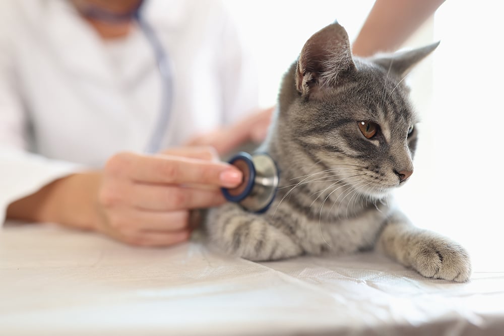 A veterinarian uses a stethoscope to examine a grey tabby cat lying on an exam table. The cat looks calm while the vet, dressed in a white coat, checks its health.