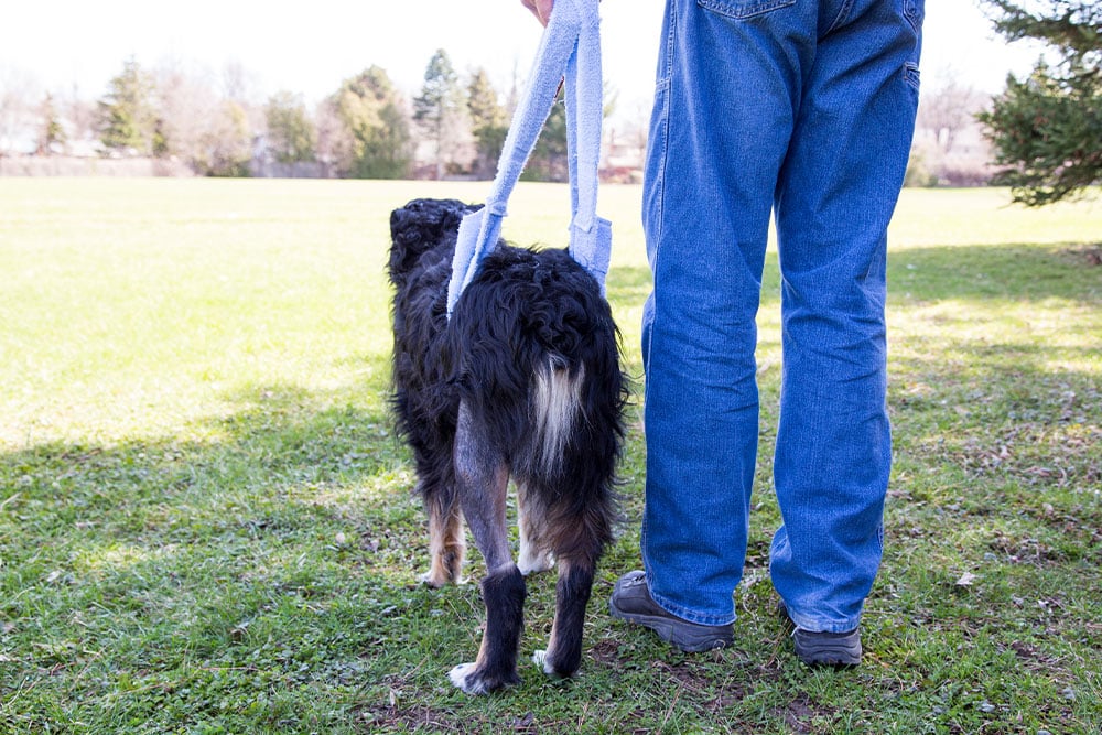 A person in blue jeans helps a black and brown dog walk using a supportive harness outdoors on a grassy field, with trees in the background.