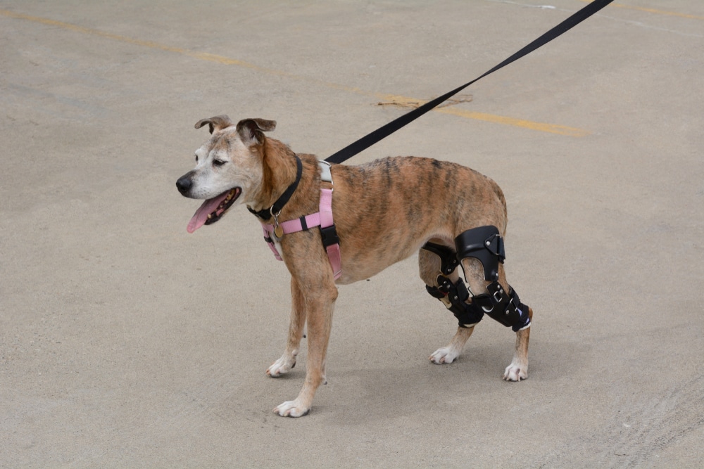 A brown, brindle dog wearing a pink harness and a black leg brace on its back right leg stands on a leash on a concrete surface, panting with its tongue out.