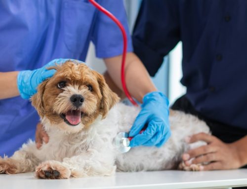 Is Your Pet Getting the Right Veterinary Care for Their Age and Breed?