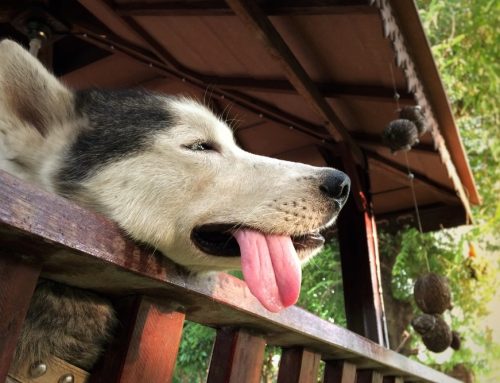 Can You Safely Cool an Overheating Pet at Home?