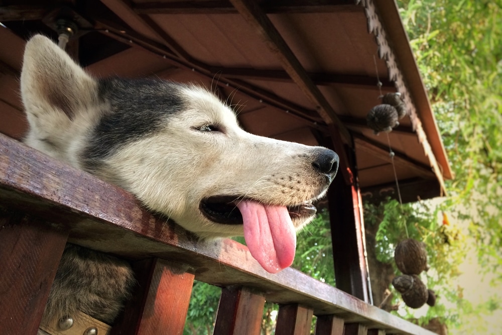 A Siberian Husky with its head resting on a wooden fence, tongue hanging out playfully, and eyes half-closed, under a shaded gazebo with greenery in the background.
