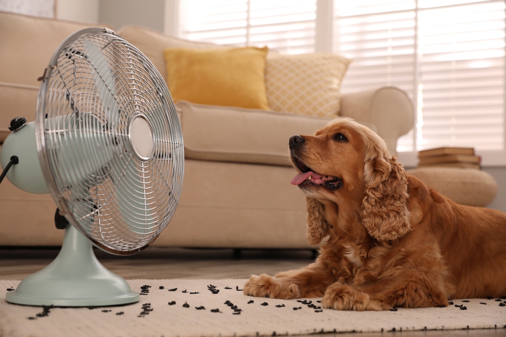 A brown cocker spaniel lies on a rug indoors, facing a turned-on electric fan, with its mouth open and tongue out. A beige sofa with yellow pillows and windows are in the background.