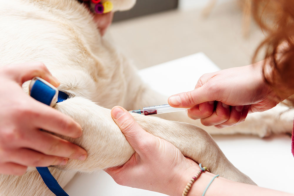 A veterinarian gives an injection to a light-colored dog’s front leg while another person gently holds the dog still. The scene takes place in a clinical setting.