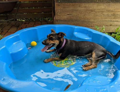 Can You Safely Cool an Overheating Pet at Home?