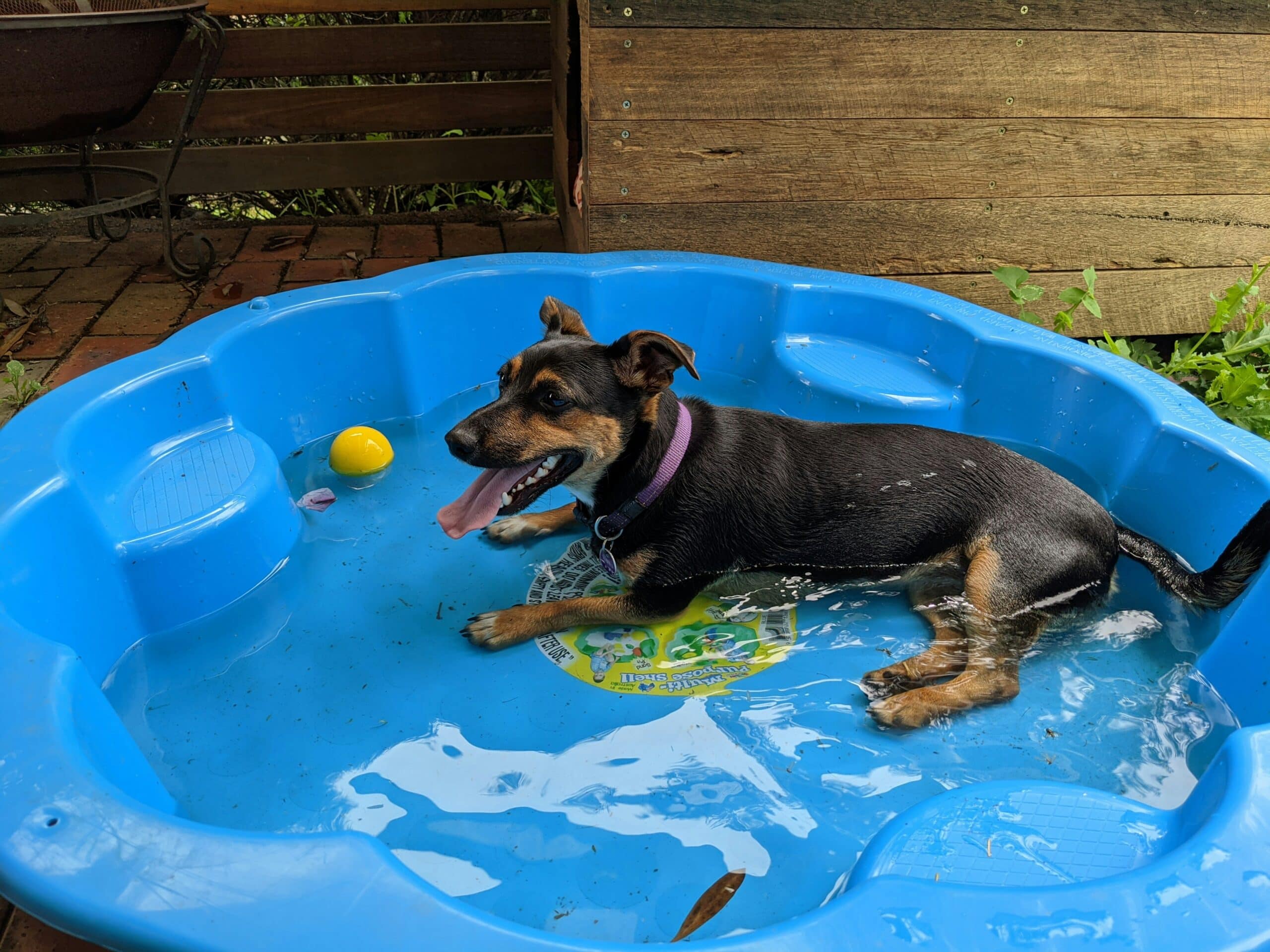 A small black and brown dog with a purple collar lies in a blue plastic kiddie pool, panting with its tongue out. A yellow ball floats nearby, and the pool is set outdoors on a brick patio.