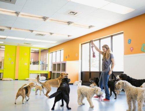 What Questions Should You Ask Before Your Dog Starts Daycare?