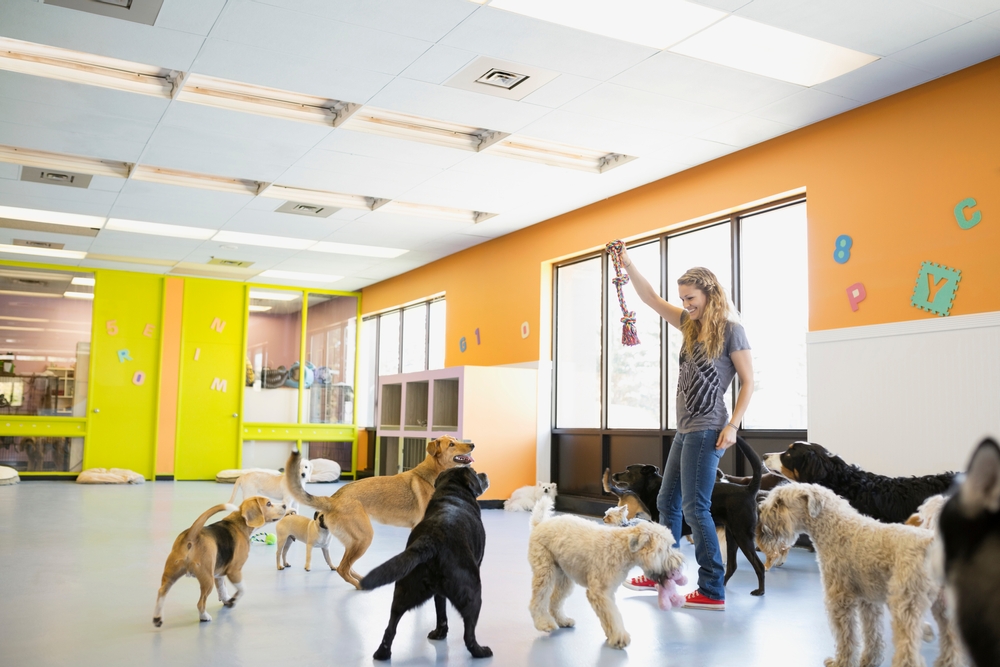 A woman stands in a brightly lit room holding a rope toy while several dogs eagerly gather around her, ready to play. The room has orange walls, large windows, and colorful letters on the wall.