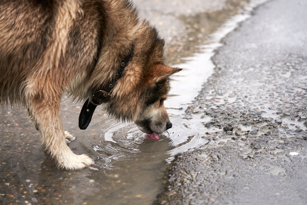 A large, fluffy dog with brown fur drinks water from a puddle on a gravel road.