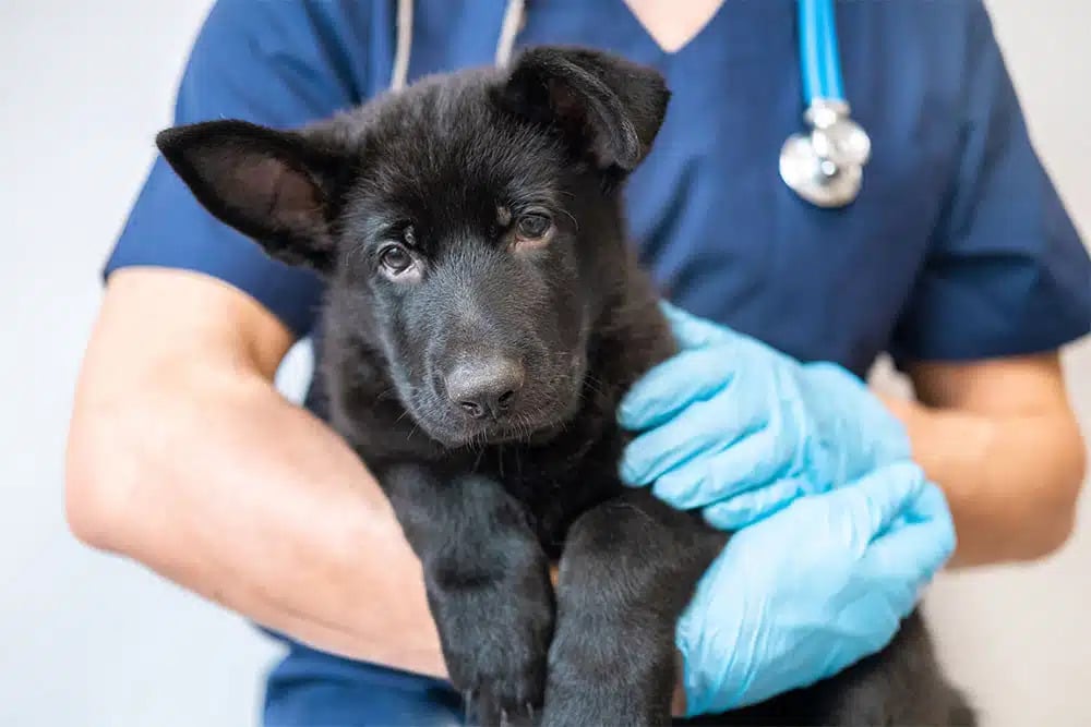 A person in blue scrubs and gloves holds a black German Shepherd puppy, who looks at the camera.
