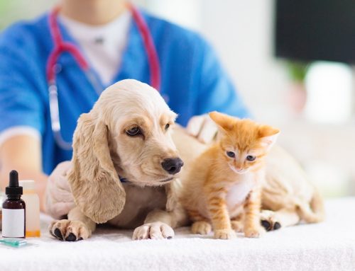 How Often Do Puppies and Kittens Really Need to Be Dewormed?