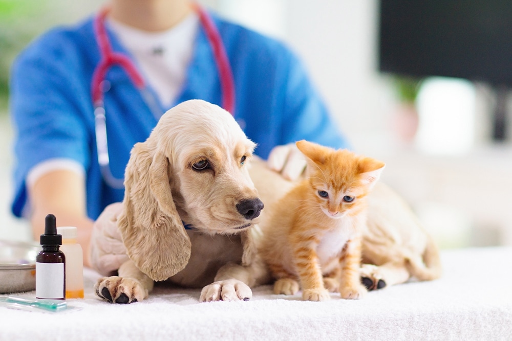 A veterinarian in blue scrubs examines a light-colored puppy and an orange kitten on a table, with medical supplies nearby.