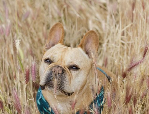 Which Arizona Trail Hazards Send Dogs to the ER Most Often?