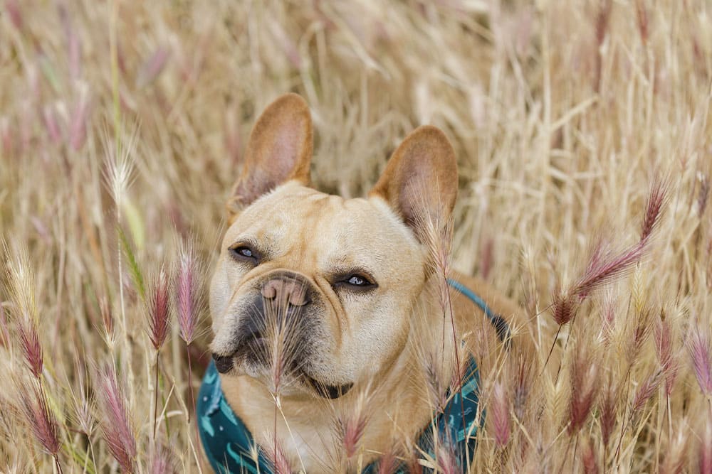 A tan French Bulldog wearing a green harness sits in tall, dry grass with purple seed heads, looking alert and slightly to the side.