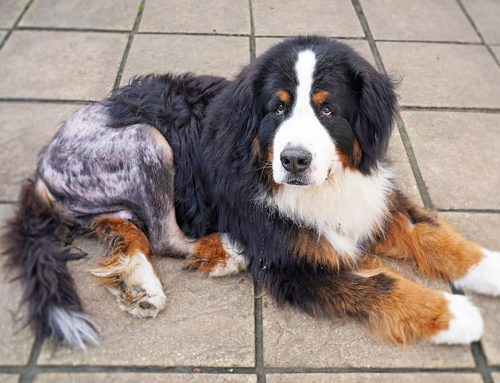 Which Hip Surgery Is My Pet Actually a Candidate For?