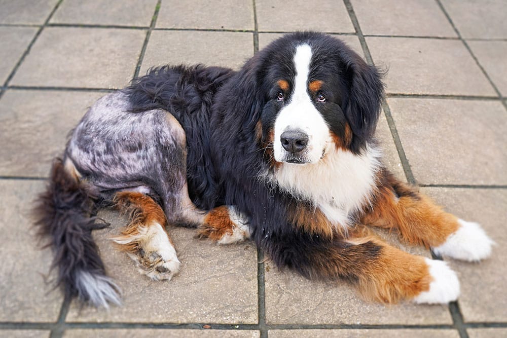 A Bernese Mountain Dog with a shaved patch on its hind leg lies on a tiled floor, looking up with a calm expression.