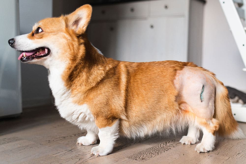 A corgi with a shaved patch and stitches on its hind leg stands indoors, looking alert and content.