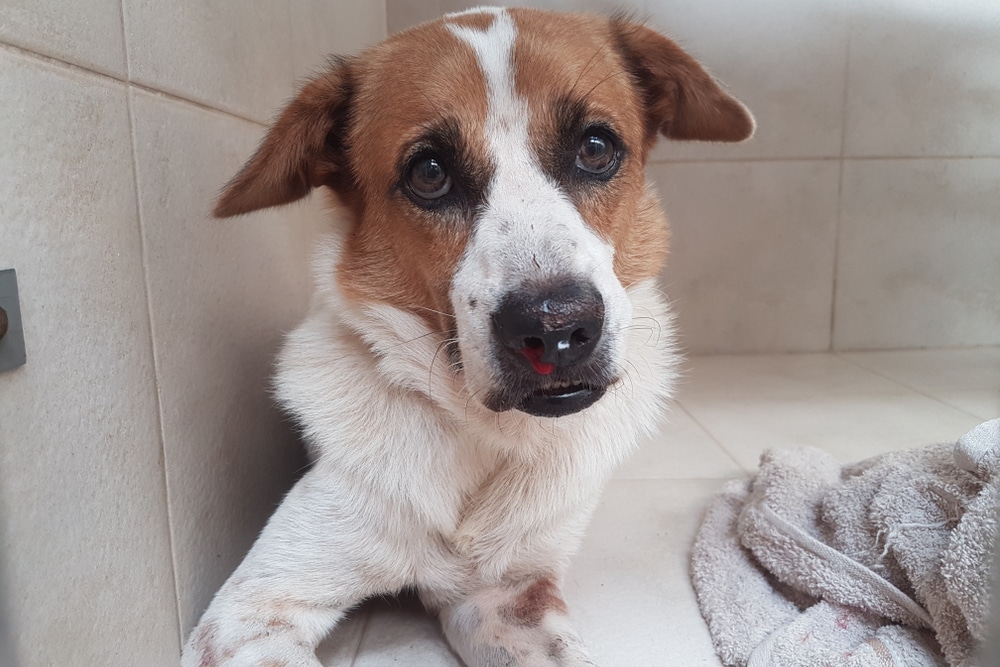 A brown and white dog with sad eyes sits on a tiled floor. The dog has a small injury on its nose and is next to a beige towel.