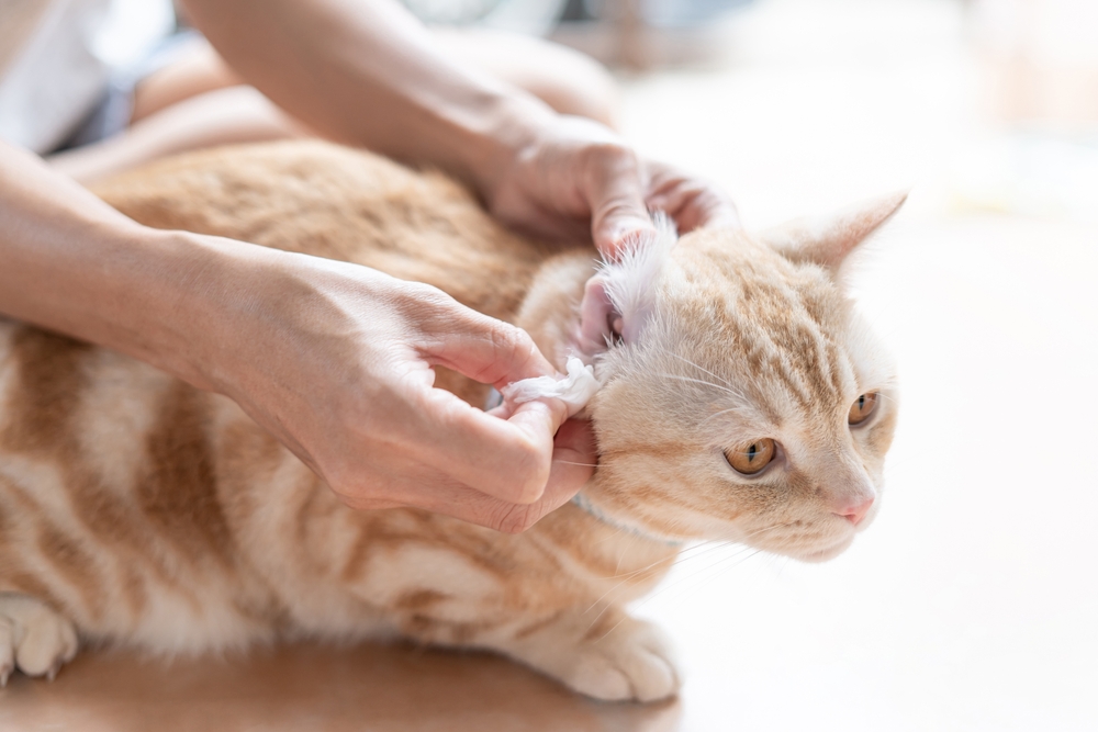 A person gently cleans the ear of an orange and white cat using a cloth, with the cat lying on a light-colored surface and appearing calm.